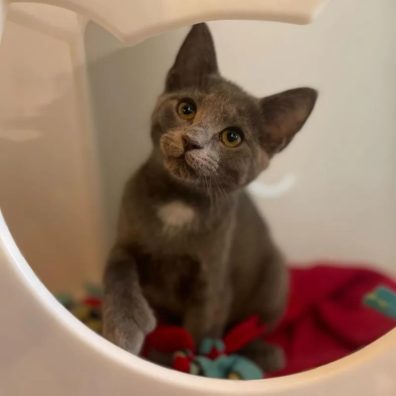 A young small-sized female Domestic Short Hair cat named Hummingbird for adoption in Stokesdale, NC