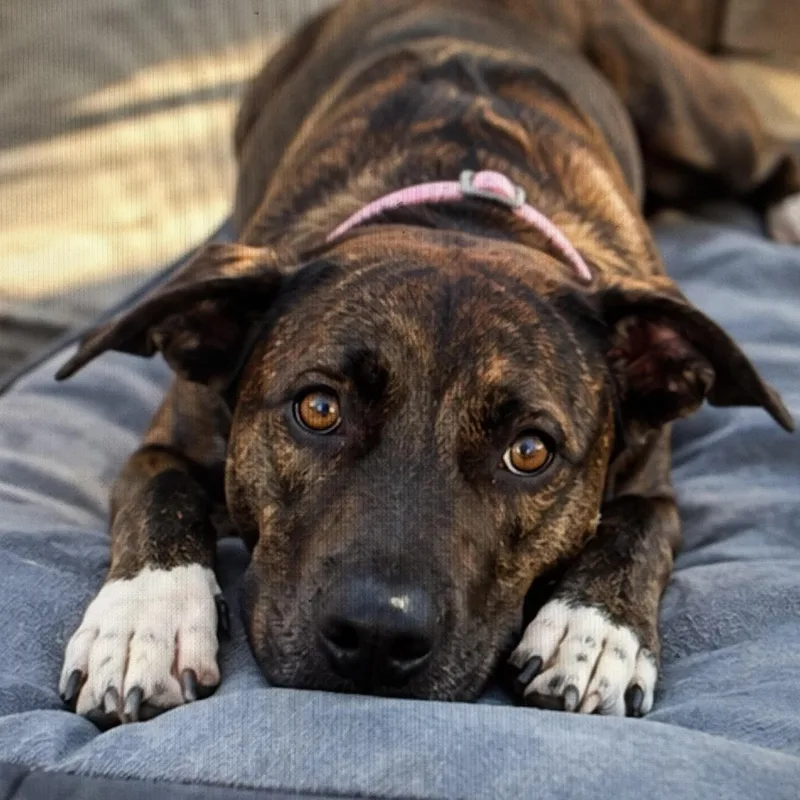 An adult medium-sized female Brindle Pit Bull Terrier dog named Lola for adoption in Pottsboro, TX