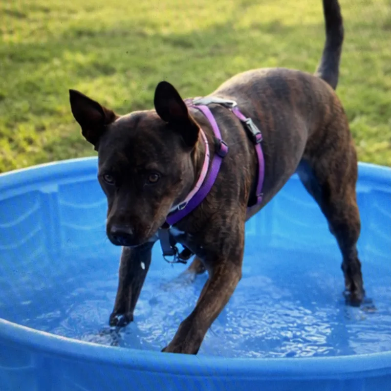 Lola thumbnail 3