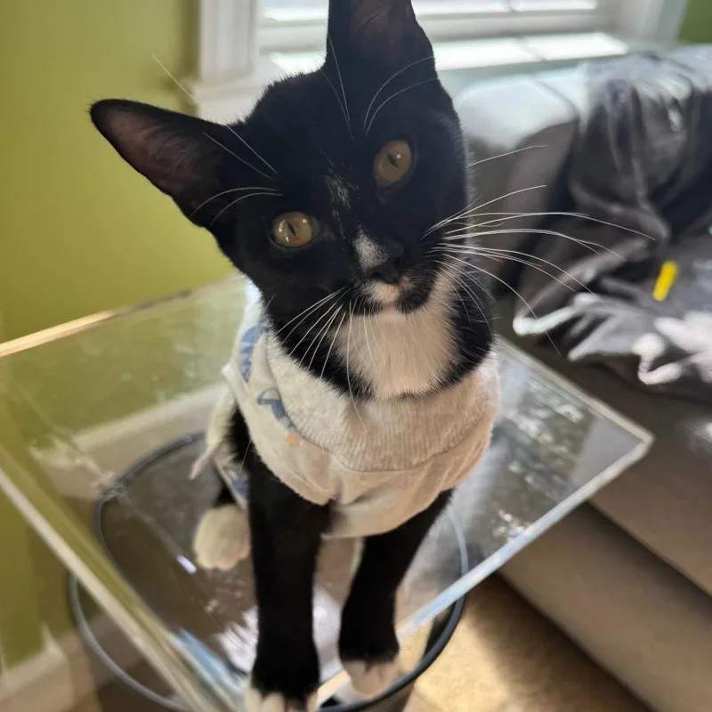 A baby small-sized female Domestic Short Hair cat named Lily for adoption in Fairfax, VA