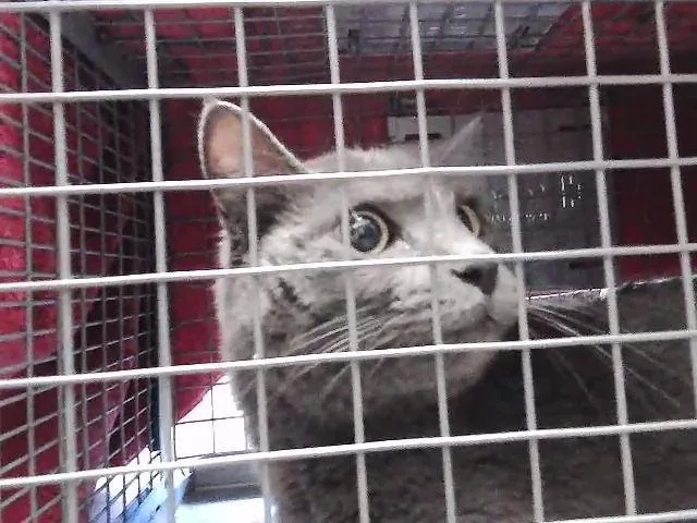 An adult medium-sized male Domestic Long Hair cat named Tony for adoption in Tulsa, OK