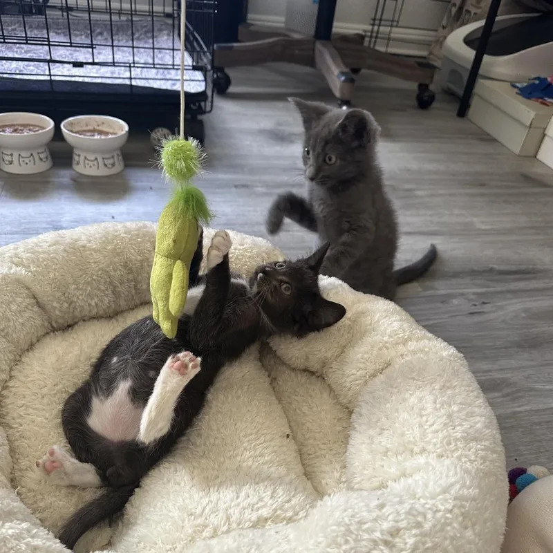 A baby small-sized female Gray / Blue / Silver Domestic Medium Hair cat named Daisy for adoption in Pleasanton, CA