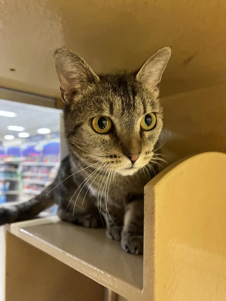 An adult small-sized female Brown / Chocolate Domestic Short Hair cat named Bianca for adoption in Emerald Isle, NC