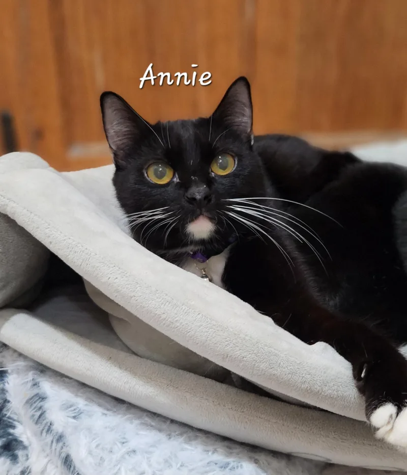 A young medium-sized female Black & White / Tuxedo Domestic Short Hair cat named Annie for adoption in Redondo Beach, CA