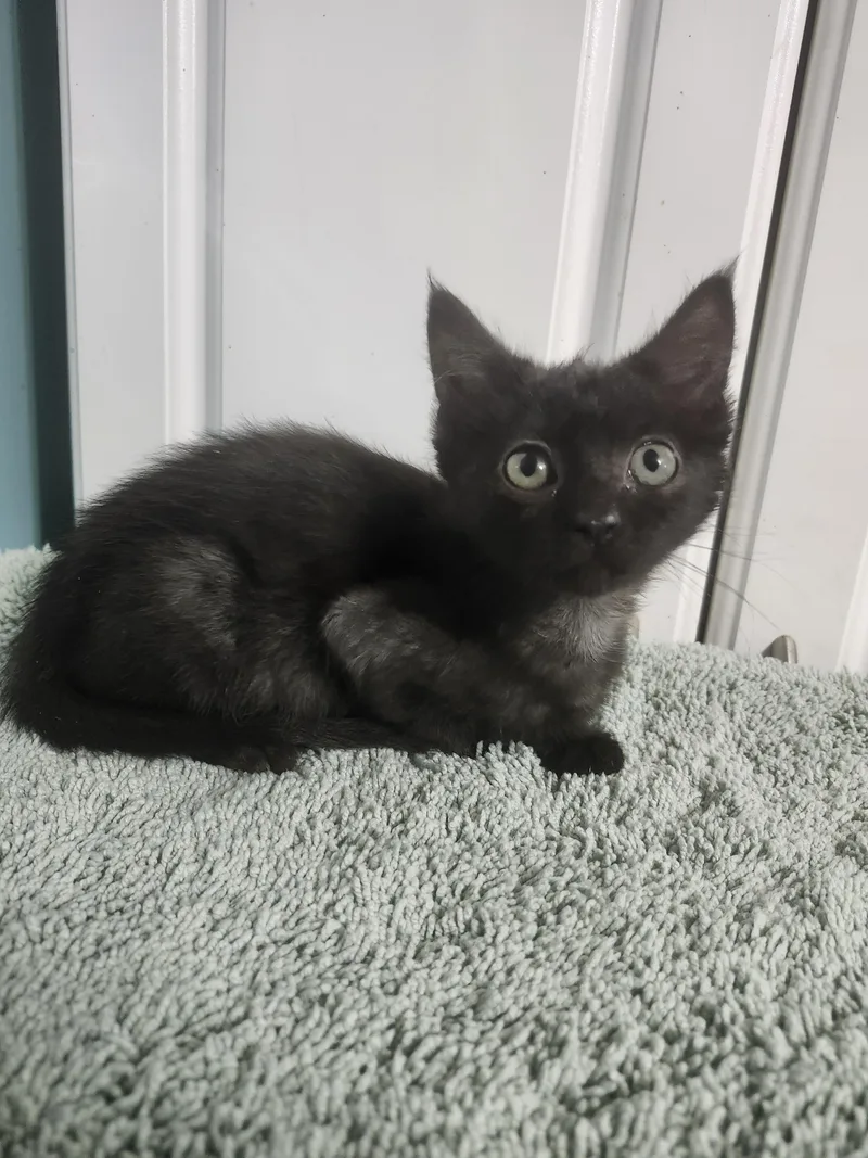 A baby medium-sized female Black Domestic Short Hair cat named Ireland for adoption in Cosby, TN