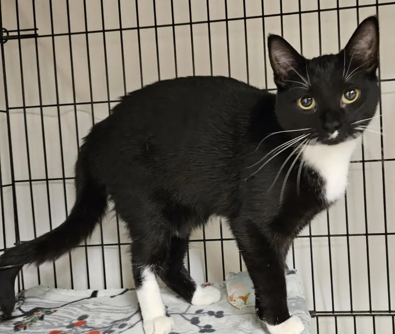 A young medium-sized female Black & White / Tuxedo Domestic Short Hair cat named Amelia for adoption in Milwaukee, WI