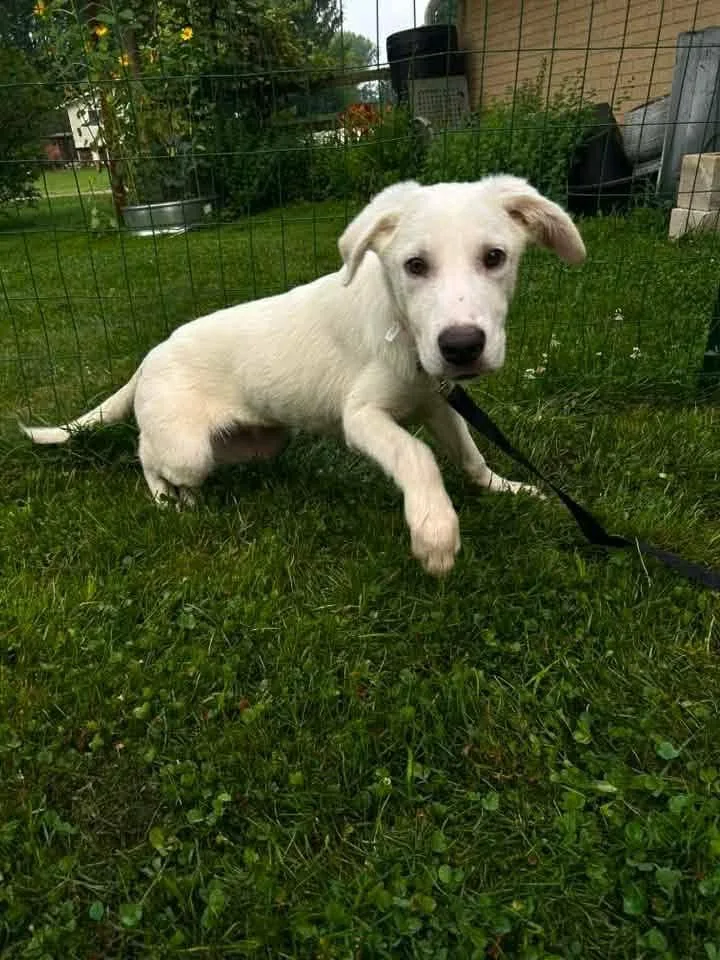 A baby medium-sized male Labrador Retriever dog named Ritman for adoption in Germantown, OH