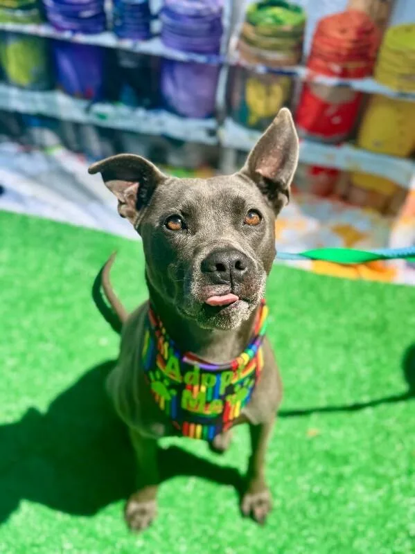 An adult large-sized female Gray / Blue / Silver Mixed Breed dog named Paramore for adoption in Cincinnati, OH