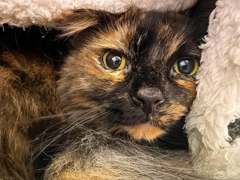 A young large-sized female Domestic Long Hair cat named Gizmo for adoption in Greensburg, IN