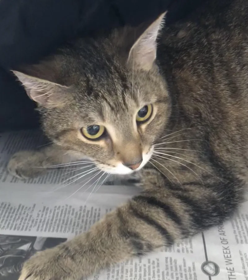 An adult medium-sized male Tabby (Brown / Chocolate) Domestic Short Hair cat named Bronlo for adoption in Parma, OH