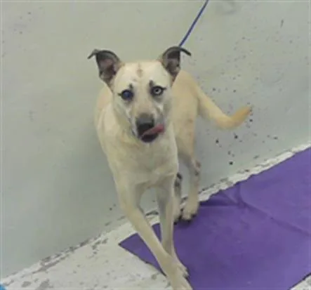 A young large-sized male German Shepherd Dog dog named A for adoption in Houston, TX