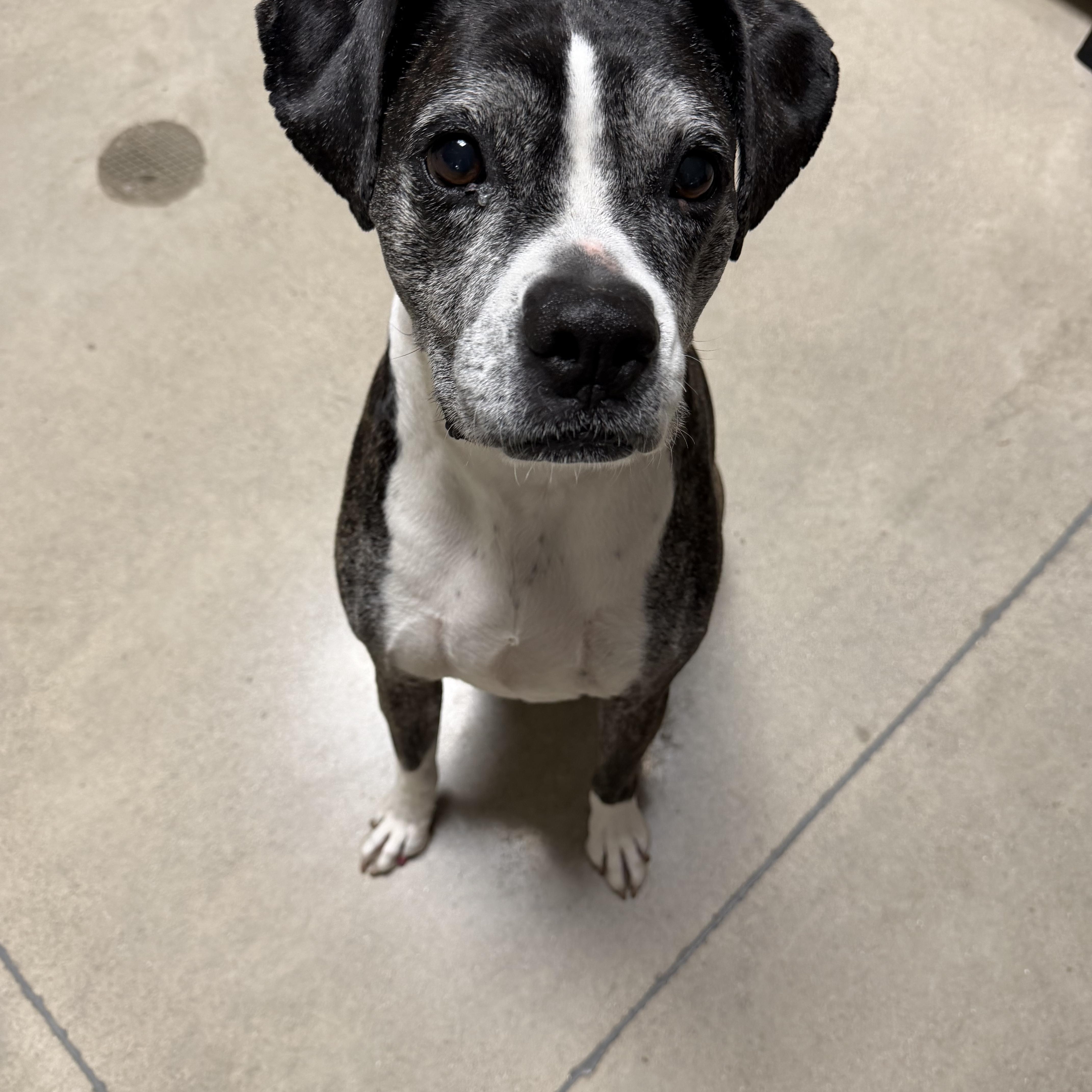 A senior medium-sized female Brindle Boxer dog named Farrah for adoption in Chesterton, IN