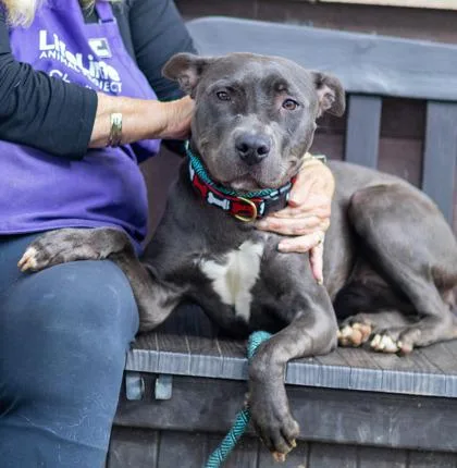 An adult large-sized female Mixed Breed dog named Odilia for adoption in Chamblee, GA