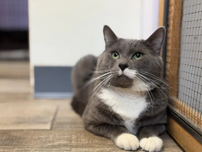 A young large-sized male Domestic Short Hair cat named Charlie for adoption in Peru, NY