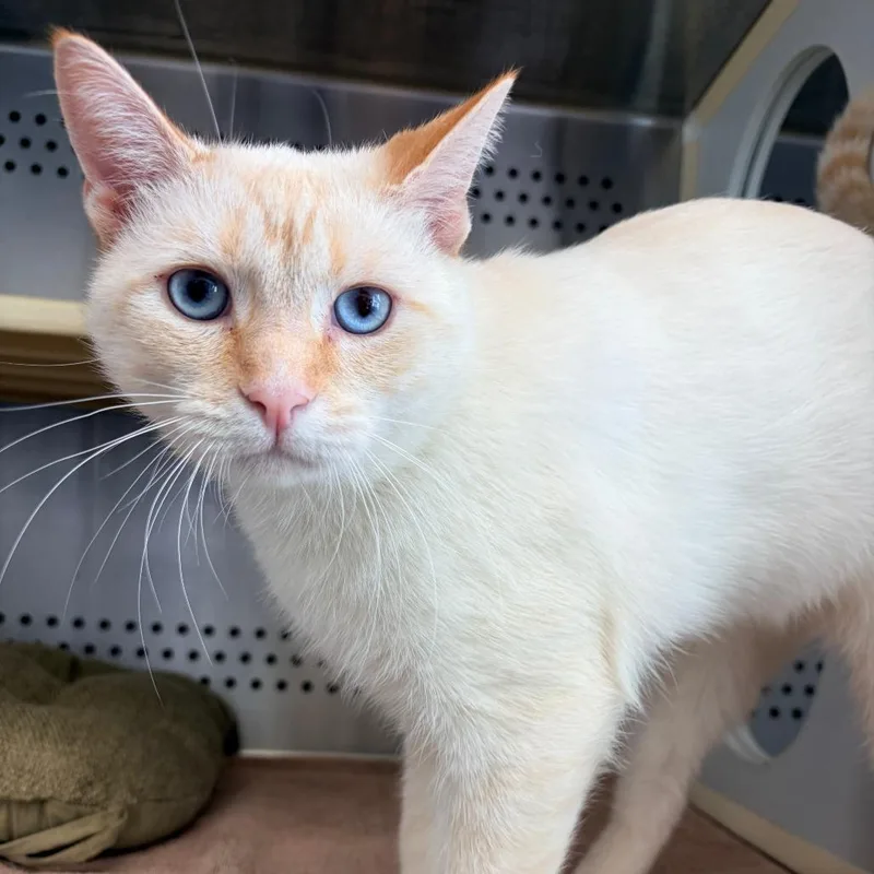 A young medium-sized male Flame Point Siamese cat named The Colonel for adoption in Lynchburg, VA