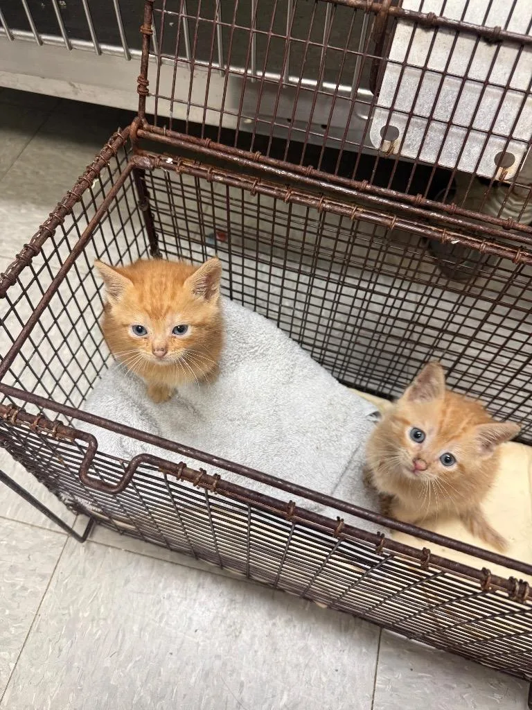 A baby medium-sized female Domestic Short Hair cat named C for adoption in Sorrento, LA
