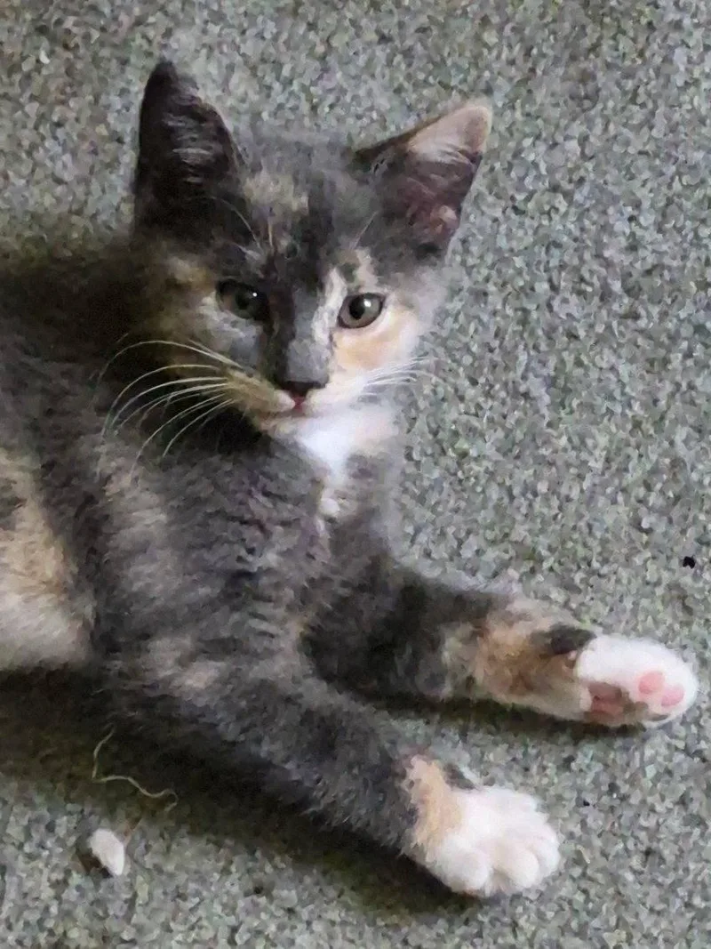A baby medium-sized female Domestic Short Hair cat named Sugar for adoption in Jeffersonville, IN