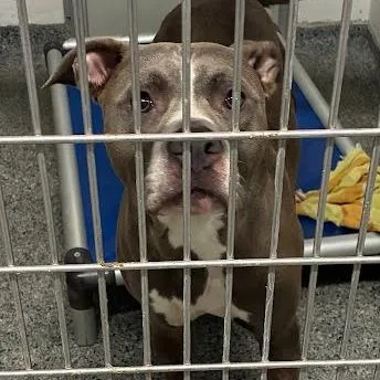 An adult large-sized male Gray / Blue / Silver Mixed Breed dog named Tucker for adoption in Jeffersonville, IN