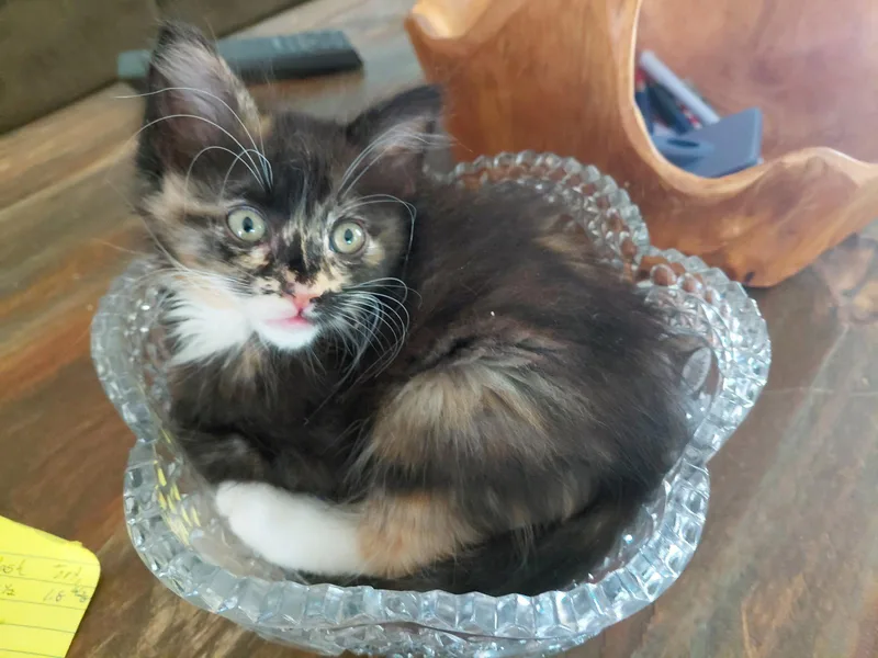 A young medium-sized female Calico cat named Flora for adoption in Vacaville, CA