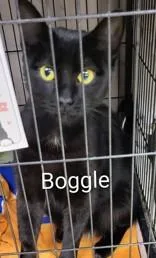 A young medium-sized female Black Domestic Short Hair cat named Boogle for adoption in Moline, IL
