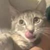 A young medium-sized female Gray / Blue / Silver Domestic Short Hair cat named Mollie for adoption in West Palm Beach, FL