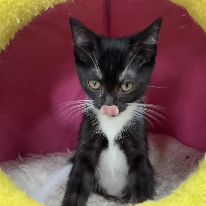 A baby small-sized female Black Domestic Short Hair cat named Porsche for adoption in Hattiesburg, MS