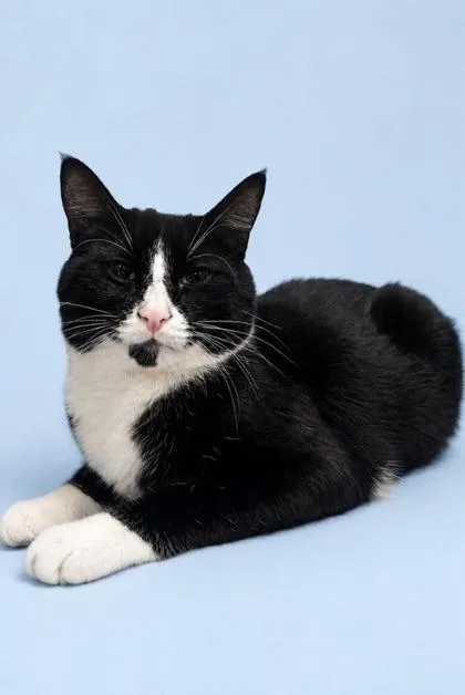 An adult medium-sized male Domestic Short Hair cat named Magnus for adoption in Morton Grove, IL