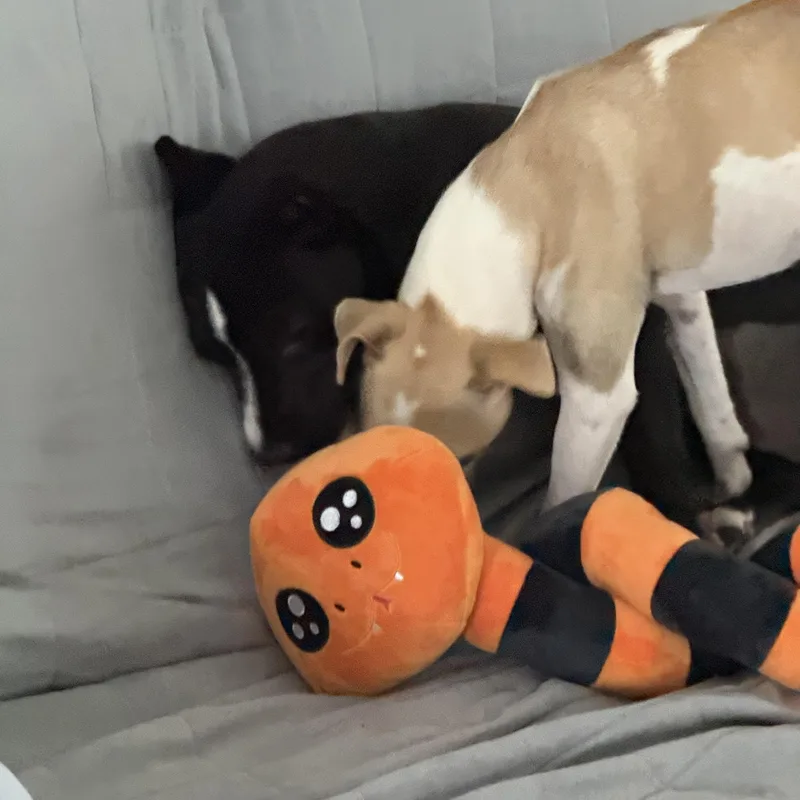 A baby medium-sized female Black Hound dog named Luna for adoption in Palm Bay, FL