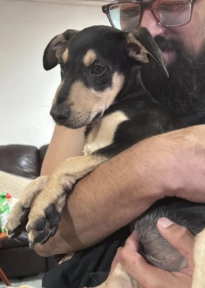 A baby medium-sized male Brown / Chocolate Hound dog named Elvis for adoption in Valley Stream, NY