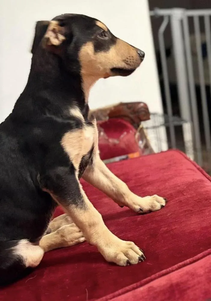 Elvis thumbnail 2