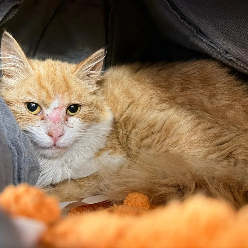 An adult medium-sized male Orange / Red Domestic Short Hair cat named Truman for adoption in New York, NY