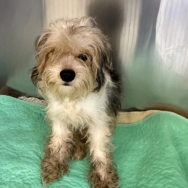 An adult small-sized male Gray / Blue / Silver Yorkshire Terrier dog named Fergus for adoption in Houston, TX