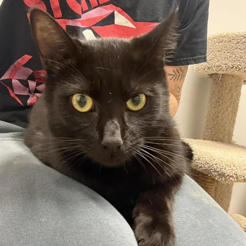 A young large-sized male Domestic Short Hair cat named Finn for adoption in Allyn, WA
