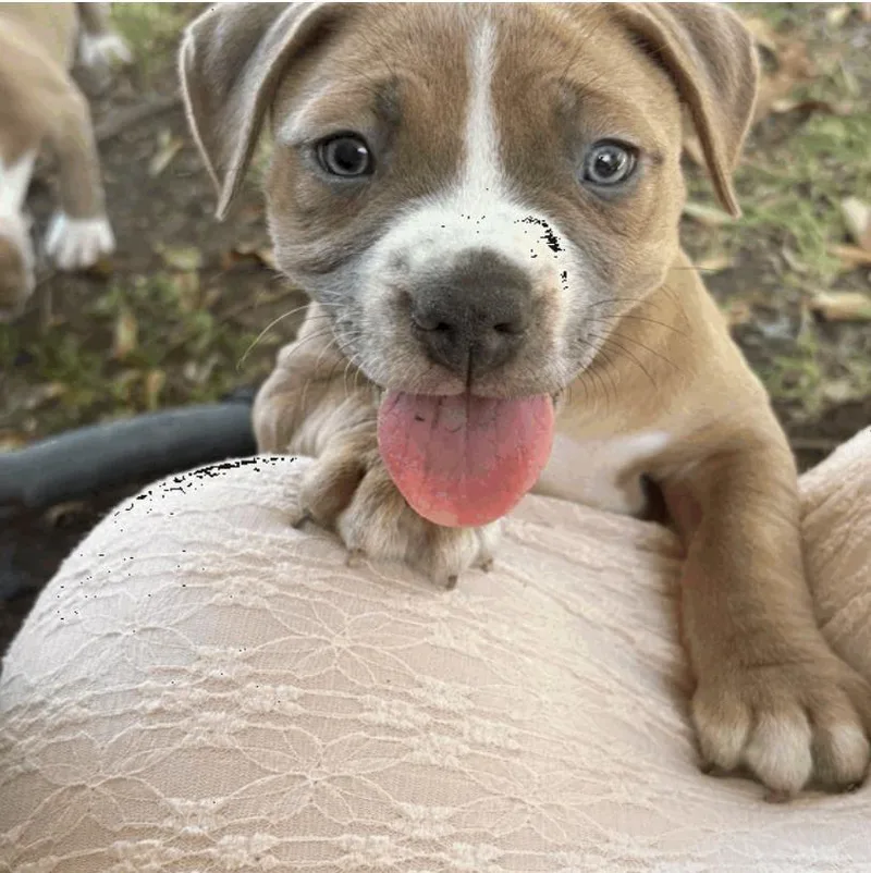 A baby small-sized female Pit Bull Terrier dog named Birdie for adoption in Austin, TX