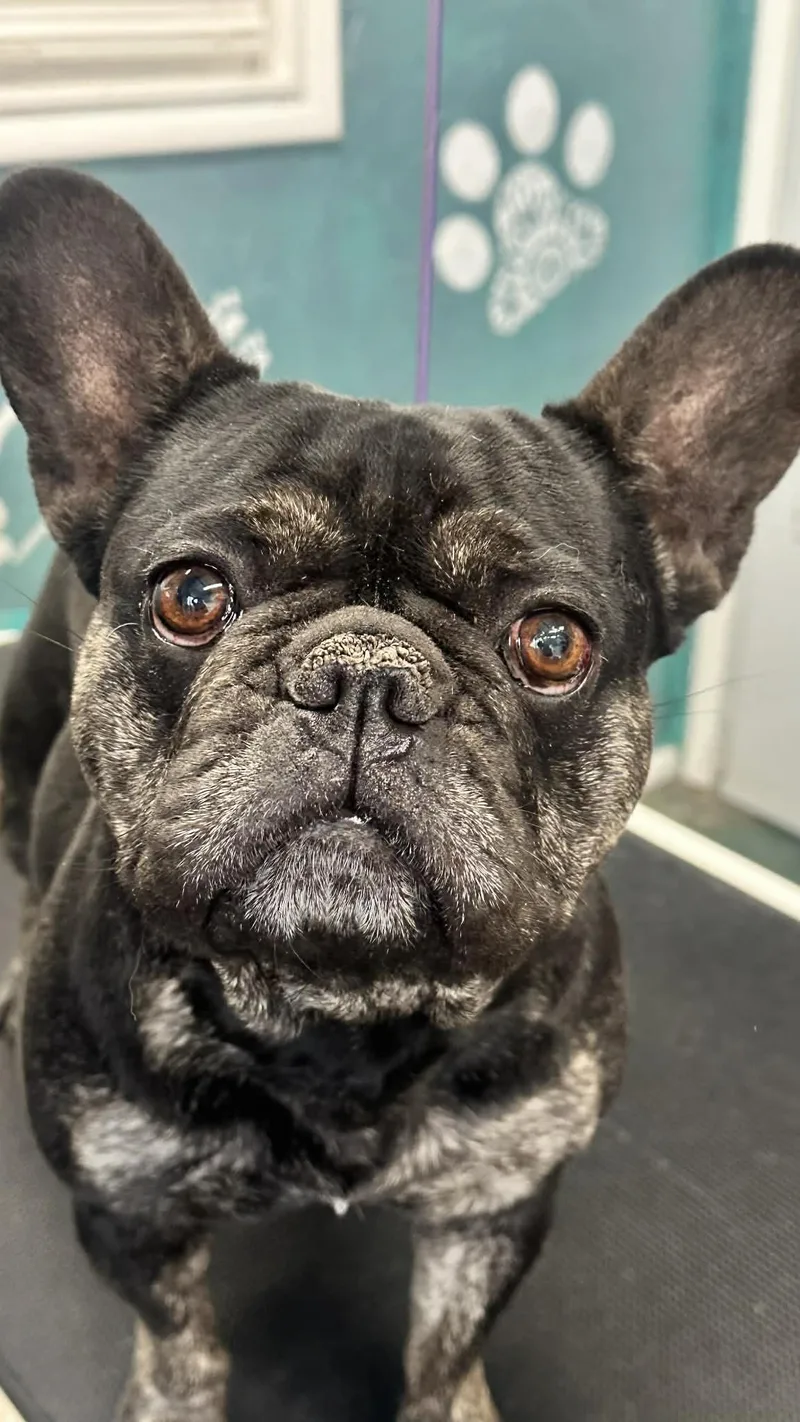 An adult small-sized female Brindle French Bulldog dog named Piggy for adoption in Salina, UT