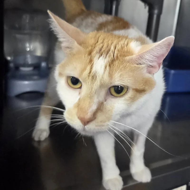 An adult medium-sized female Orange & White Domestic Short Hair cat named Sun Dancer for adoption in SNOW HILL, NC