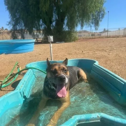 An adult large-sized male Tricolor (Brown, Black, & White) Staffordshire Bull Terrier dog named Lucah for adoption in Agua Dulce, CA