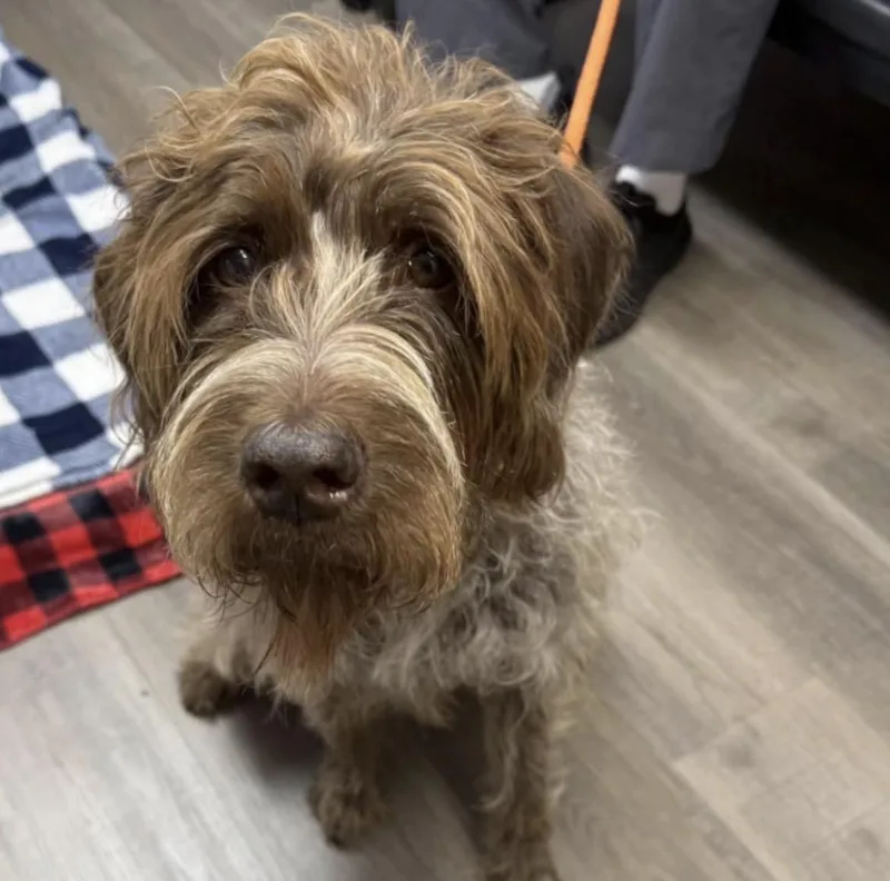 A senior medium-sized female German Wirehaired Pointer dog named Harper for adoption in Powell Butte, OR