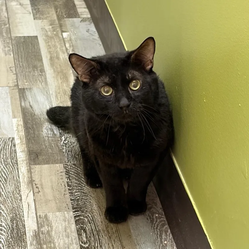 A senior medium-sized male Black Domestic Short Hair cat named Thing for adoption in Normal, IL