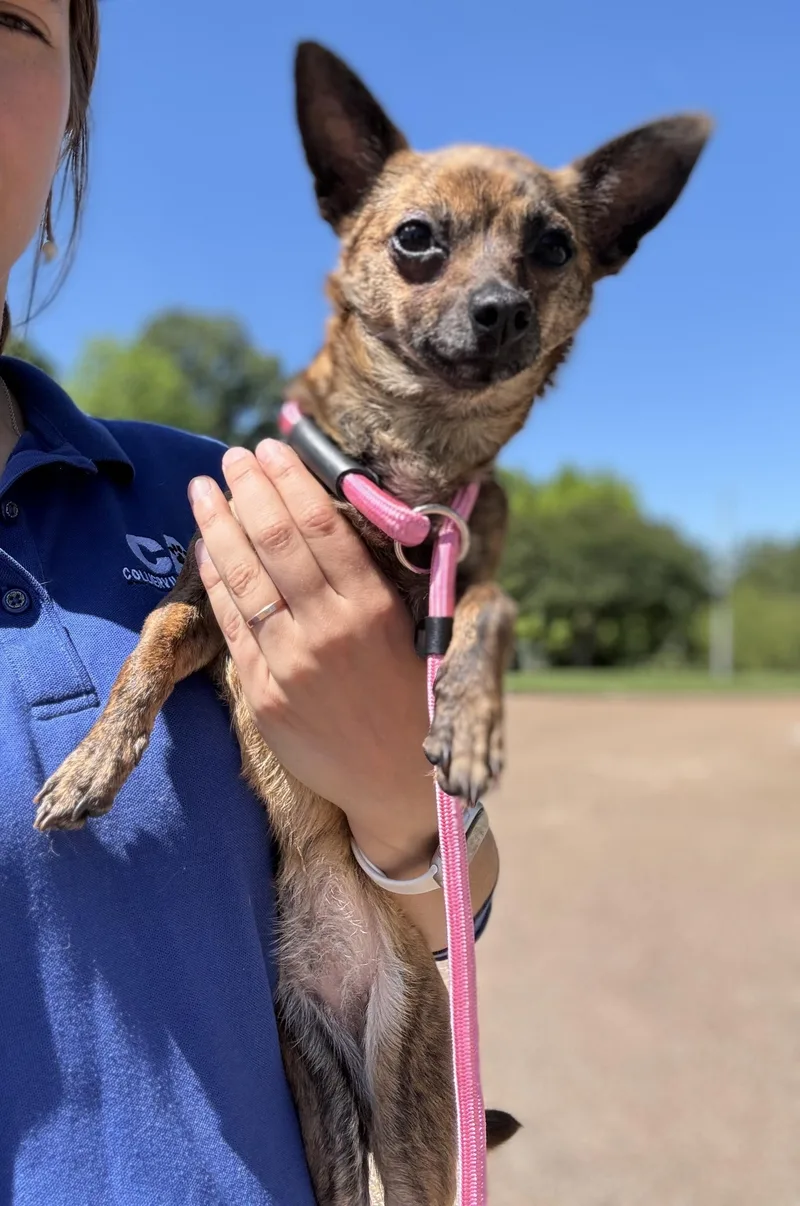 Pepper thumbnail 2