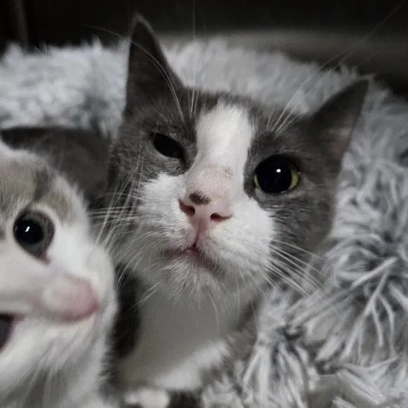 A young small-sized female Gray / Blue / Silver Domestic Short Hair cat named Bluebell for adoption in Sioux Falls, SD