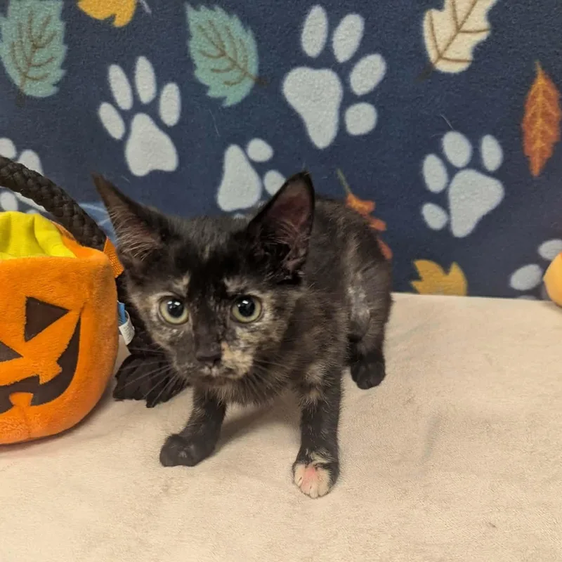 A baby medium-sized female Tortoiseshell Domestic Short Hair cat named Fizz for adoption in Logan, OH