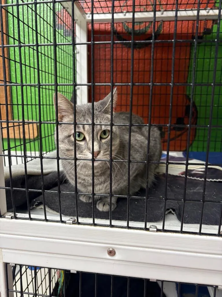 A young small-sized female Domestic Short Hair cat named Aphrodite for adoption in Fort Worth, TX