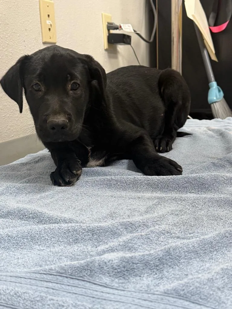 A baby medium-sized male Labrador Retriever dog named Dukat for adoption in Sorrento, LA