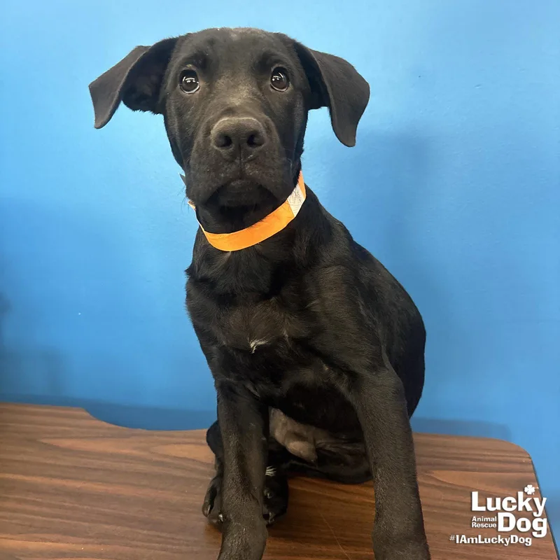 A baby large-sized male Labrador Retriever dog named Stormy for adoption in Washington, DC