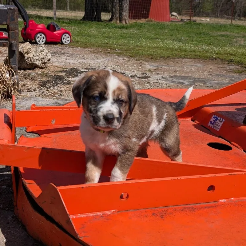 Green “bean” thumbnail 2