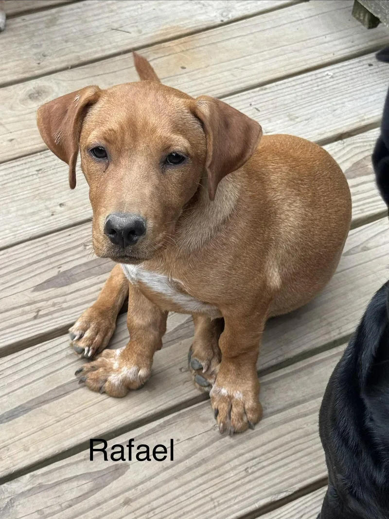 A young medium-sized male Labrador Retriever dog named Rafael months AVA for adoption in Sterling, MA