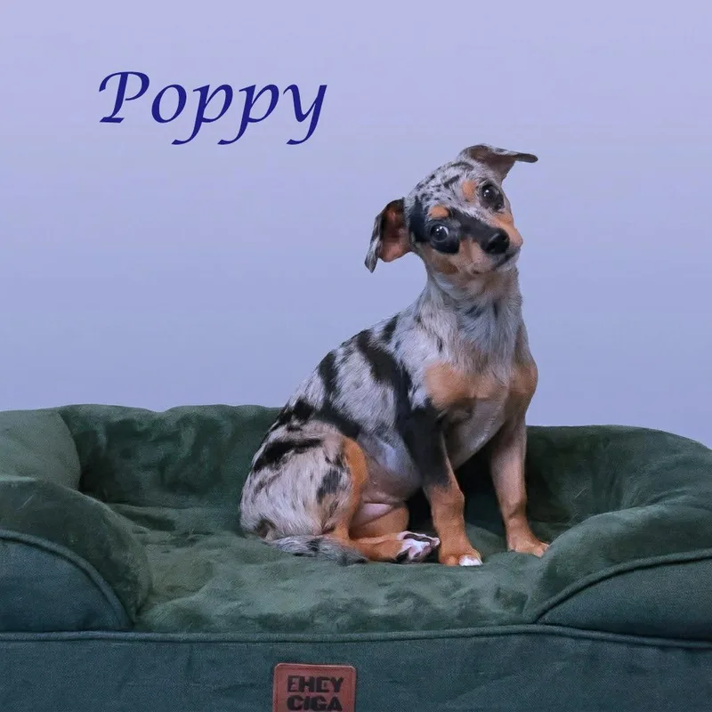 Poppy D