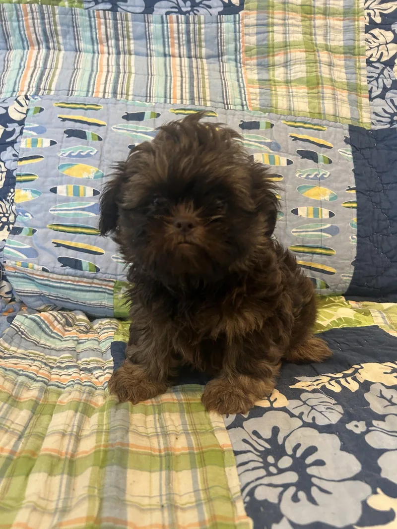 A baby small-sized female Shih Tzu dog named Buttercup for adoption in Pipe Creek, TX