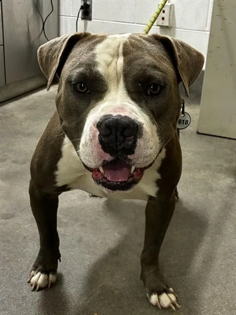 An adult large-sized male Pit Bull Terrier dog named Jingo for adoption in Upper Marlboro, MD